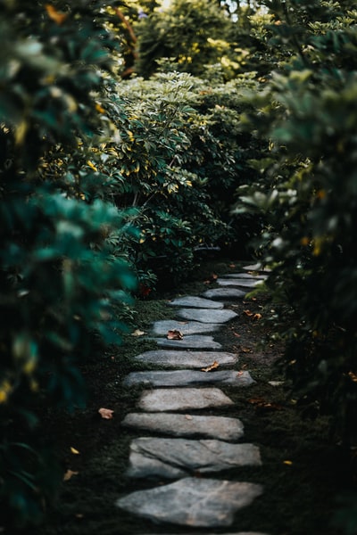 绿色植物之间的混凝土路面
